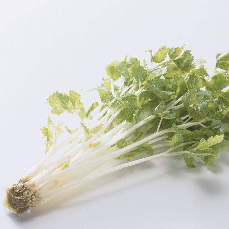 芹菜种子雪白彩色嫩的白芹菜品种天然蔬菜白玉家庭园艺种子