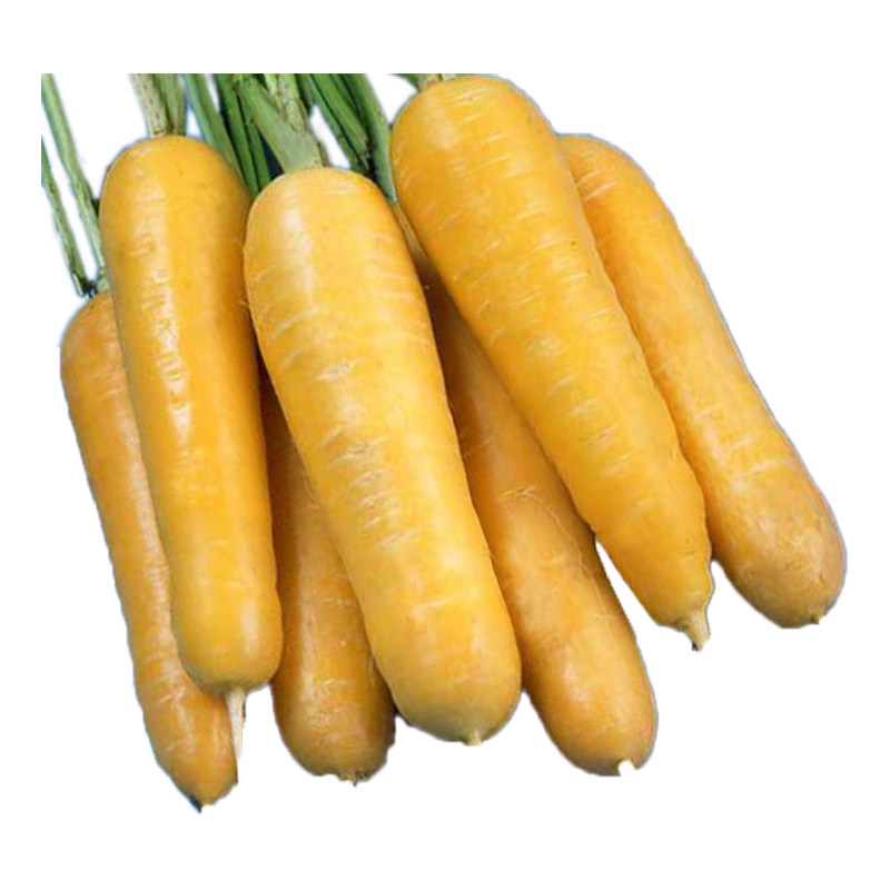 韩育齐头黄胡萝卜种子高产优质本地品种 金黄色胡萝卜种子 耐热