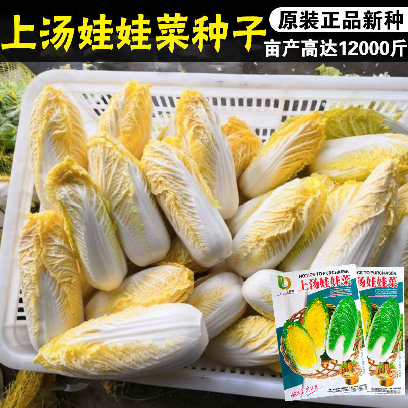 种子蔬菜夏秋菜籽秋季春季生长金娃娃菜蔬汤娃娃家庭园艺种子
