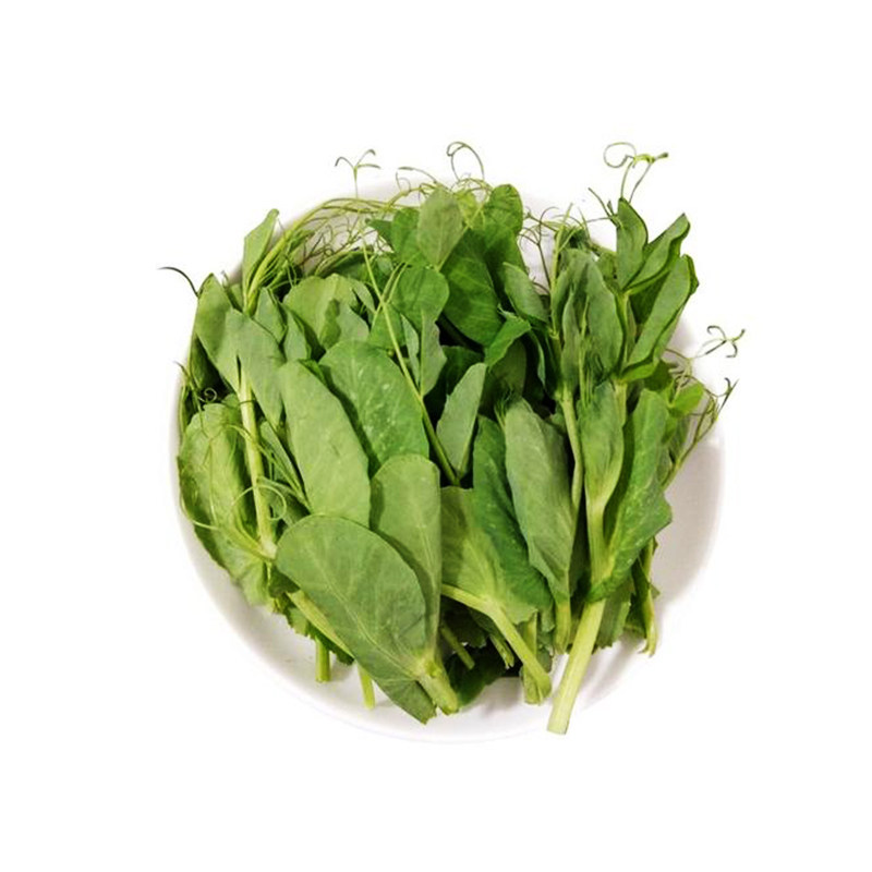 豌豆豆苗种子无须尖苗种籽四川荷兰豆秋冬季阳台家庭园艺种子