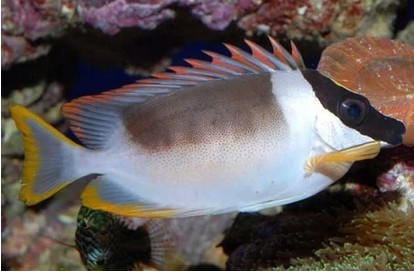 狐狸海水活体观赏鱼倒吊吊黄金狐狸七彩七彩狐鱼