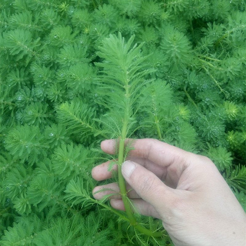 绿狐尾藻水草狐尾草包河道绿化水质净化鱼池水草