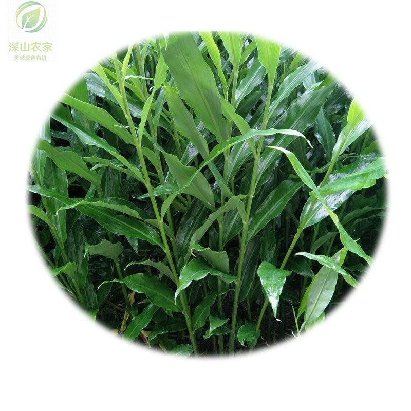 阳荷苗洋荷姜种苗现挖阳霍苗茗荷苗洋火姜苗阳台庭院种苗5棵包邮