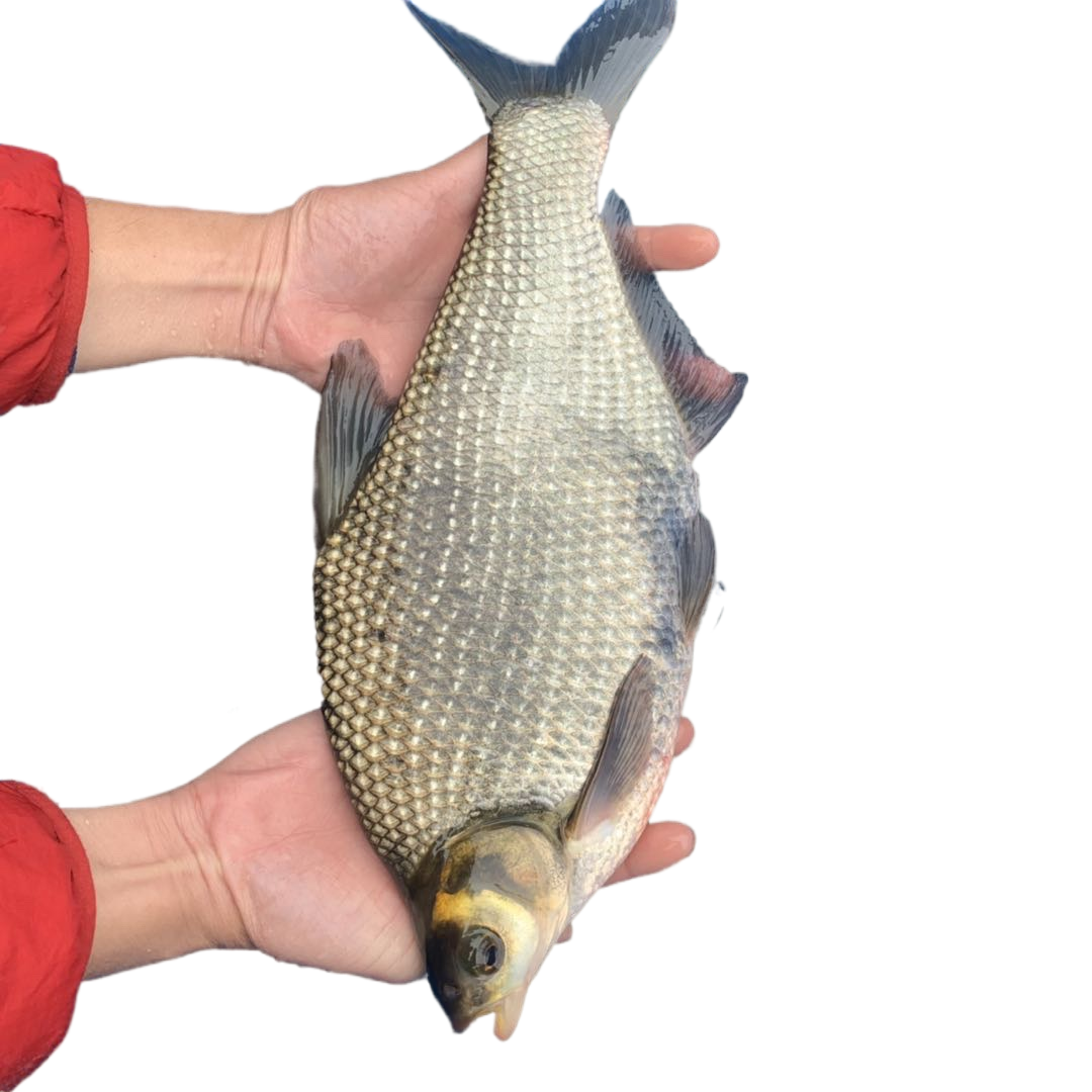 鱼苗三角武昌淡水鳊鱼活体鲂鱼团头鲂边鱼沙边鱼