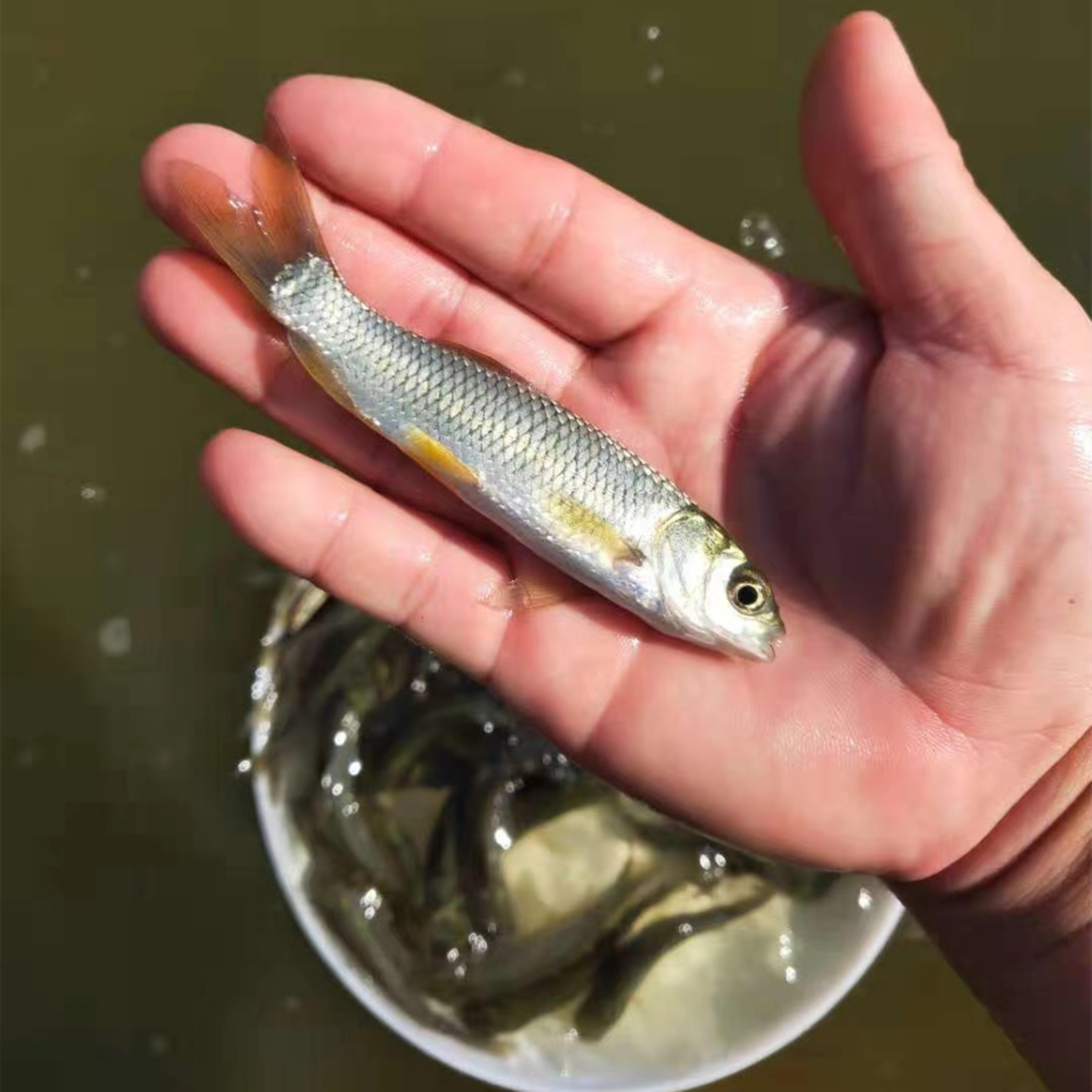 草鱼鱼苗小鱼厘米淡水活鱼半斤一斤大养养殖鱼