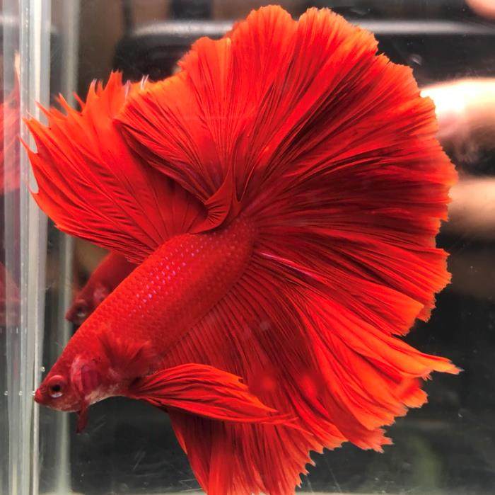 斗鱼活体泰国半月视频选鱼展示级赛级高端斗鱼巨斗将军春雨斗鱼