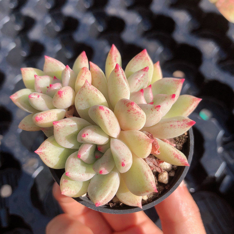 云南直发璀璨多肉植物群生布朗先生生的古董多肉植物