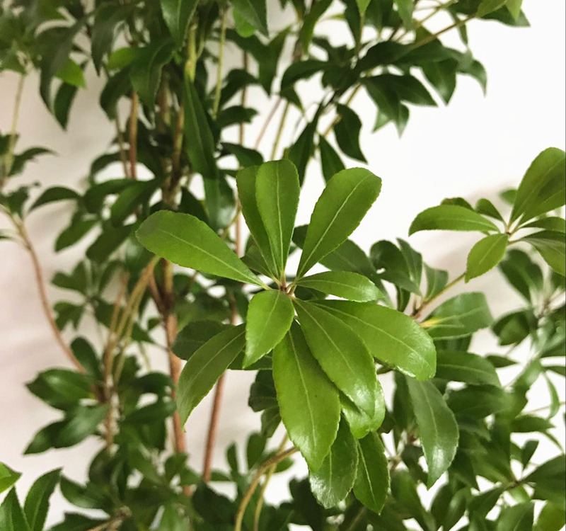 水培日本马醉木绿植鲜切室内植物水养枝条偏远绿植