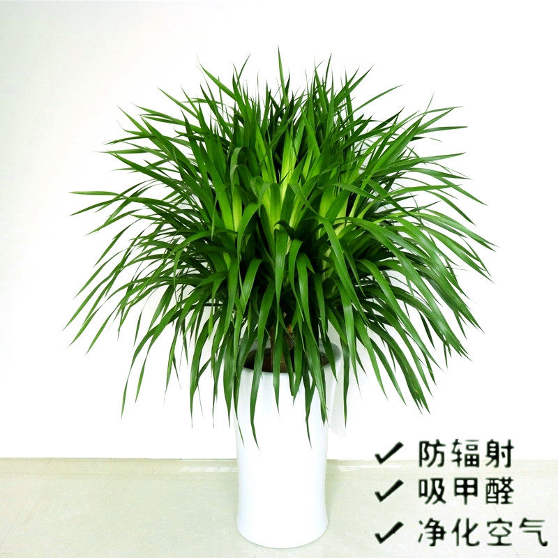 棒棒糖龙血树大盆栽室内办公兰龙须兰绿植四季大型绿植