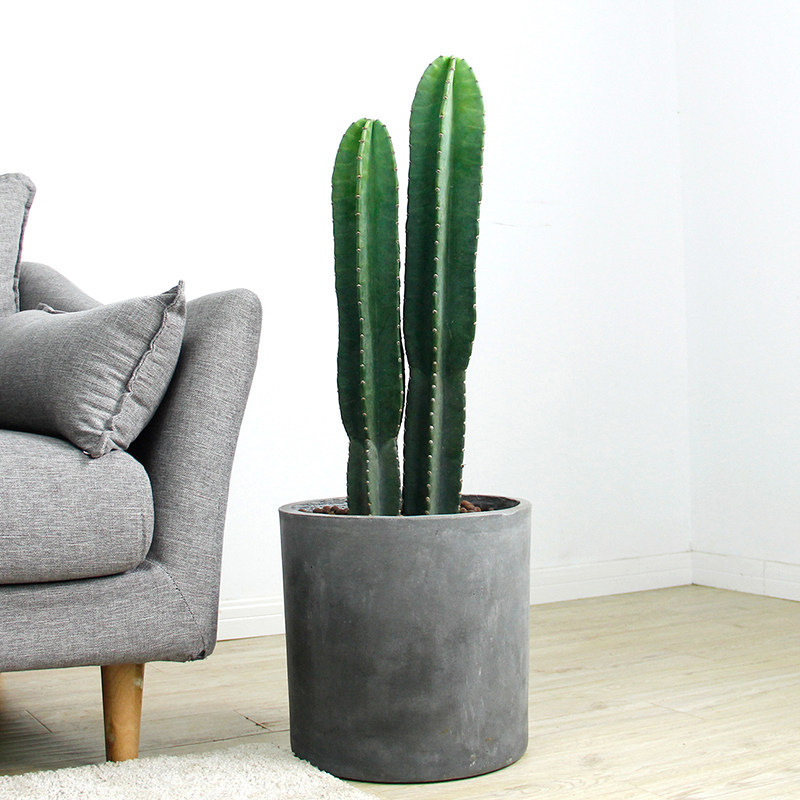 北欧风格仙人柱90巴西铁柱量天尺盆栽龙神柱仙人柱仙人掌植物盆栽