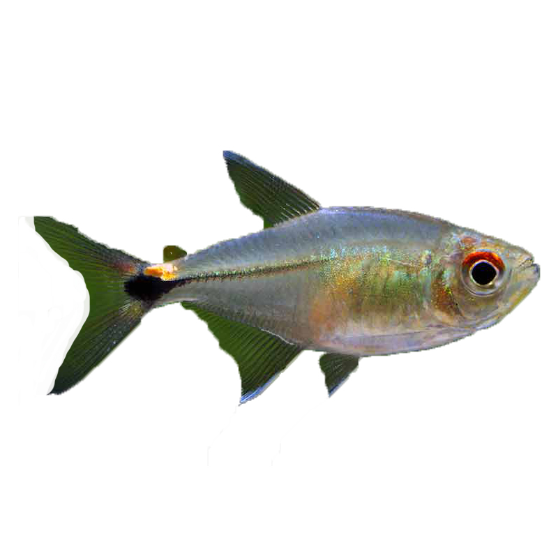 时代头尾尾灯淡水小型热带群游水草缸灯科宠物鱼