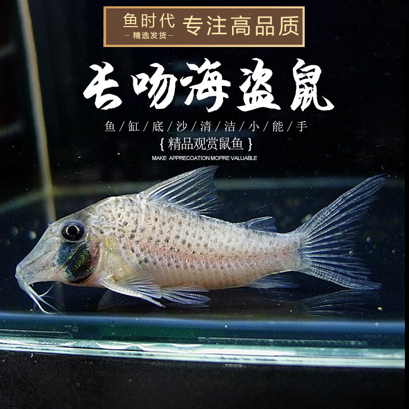 鱼时代长吻海盗野生鼠鱼南美野生异形鼠鱼纯活体c053鼠鱼