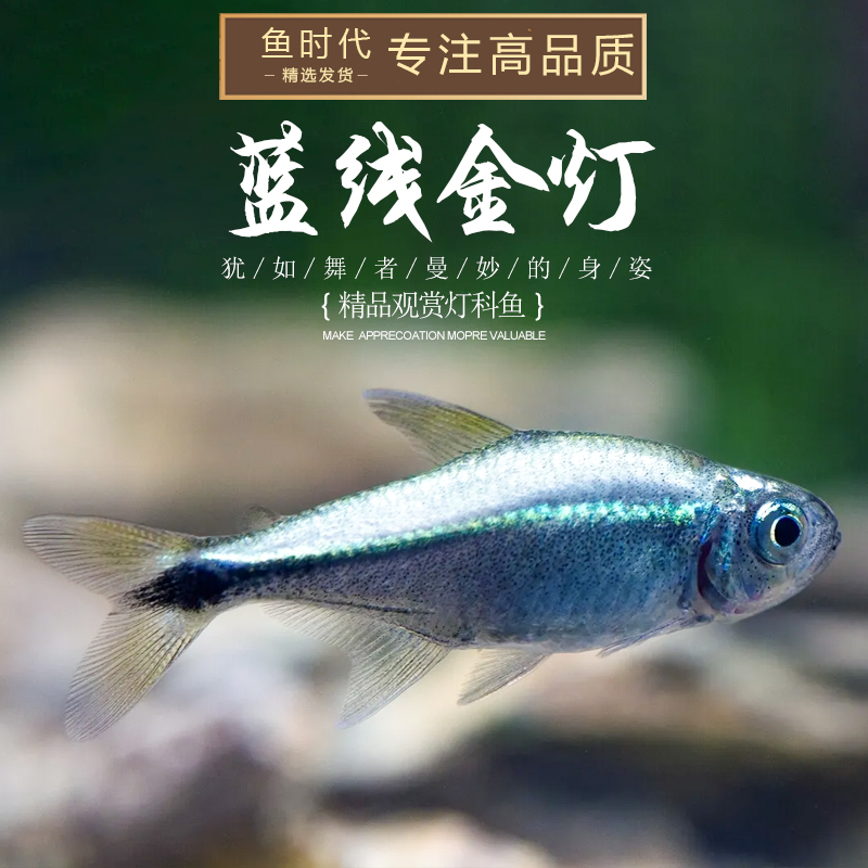 时代蓝线金灯水银灯鱼南美灯进口热带小型灯科鱼