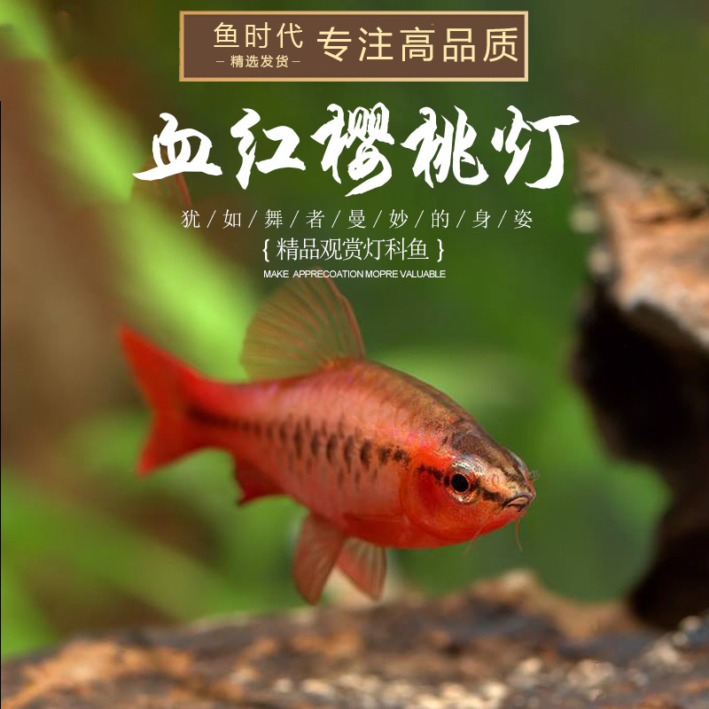 时代血红红樱桃小型热带红玫瑰鲫鱼水草鱼缸群游鱼
