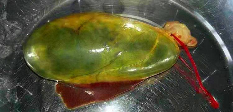 东北特产农家院新鲜苦胆农家现杀现取5斤包邮猪其它