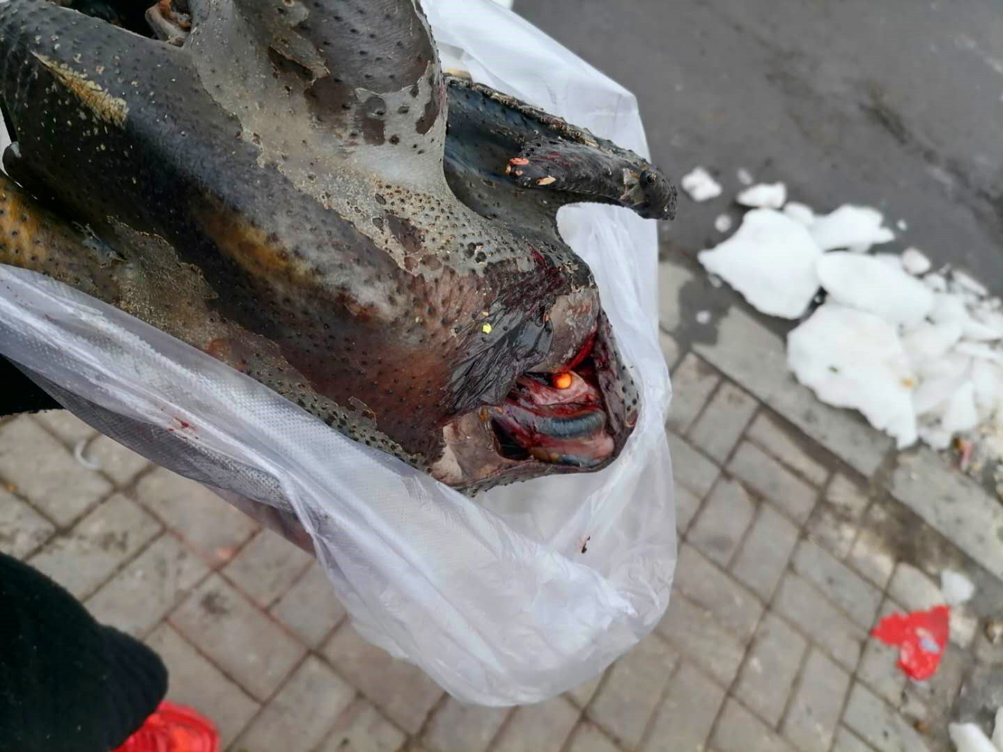 东北特产农家院新鲜现杀乌鸡农家散养月子汤土鸡整鸡