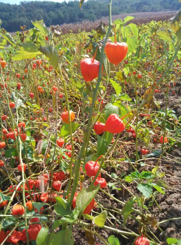 2021年谷鸟食用350克野生古鸟灯笼果菇娘果实新鲜红其它