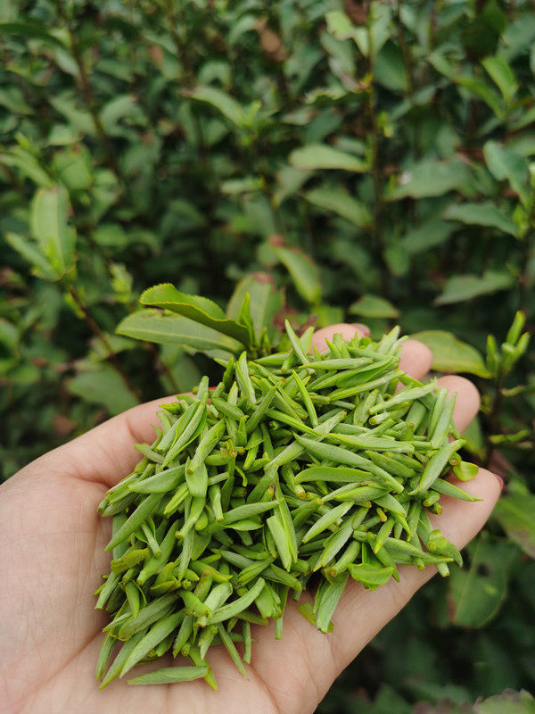 2022新茶宁海望海茶明前茶春茶头芽高山绿茶其它绿茶
