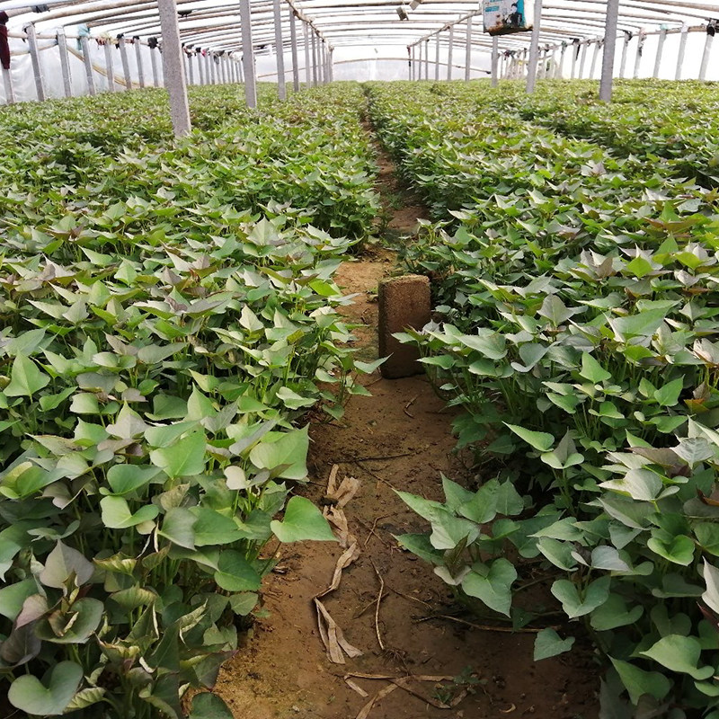 地瓜西瓜红薯100棵包邮带糖心红心番薯山芋苗脱番薯
