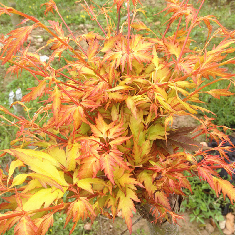 黄金枫红枫绿植阳台花园日式庭彩叶树苗盆栽枫树观叶