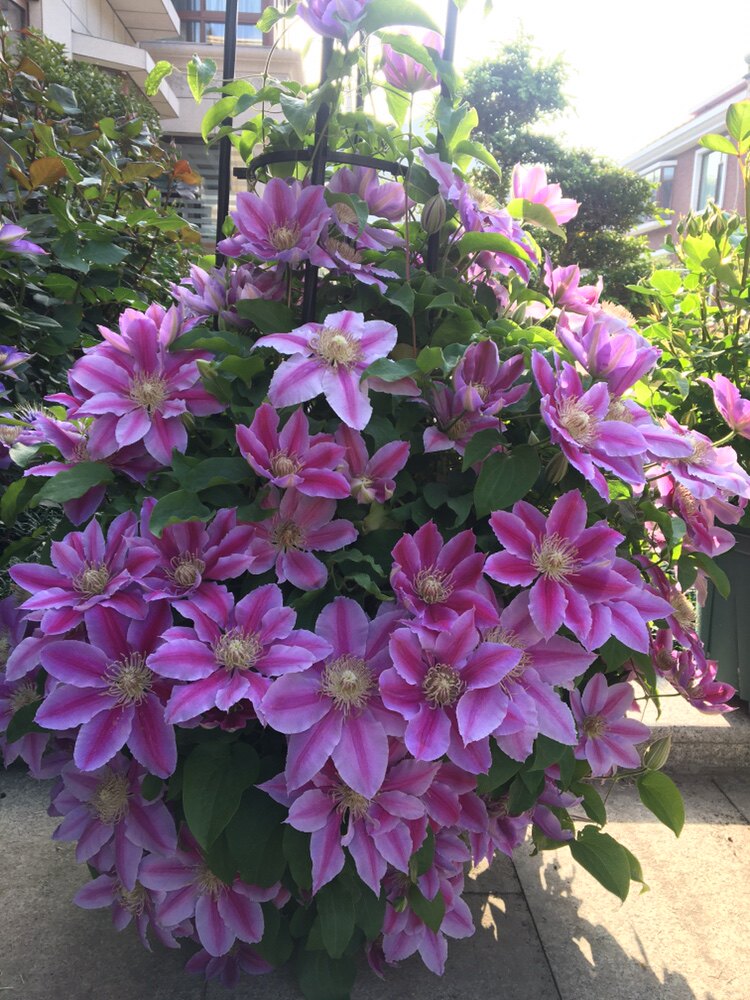 阳台盆栽绿植佩尔博士铁线莲耐热抗病必选藤本时令草本花卉