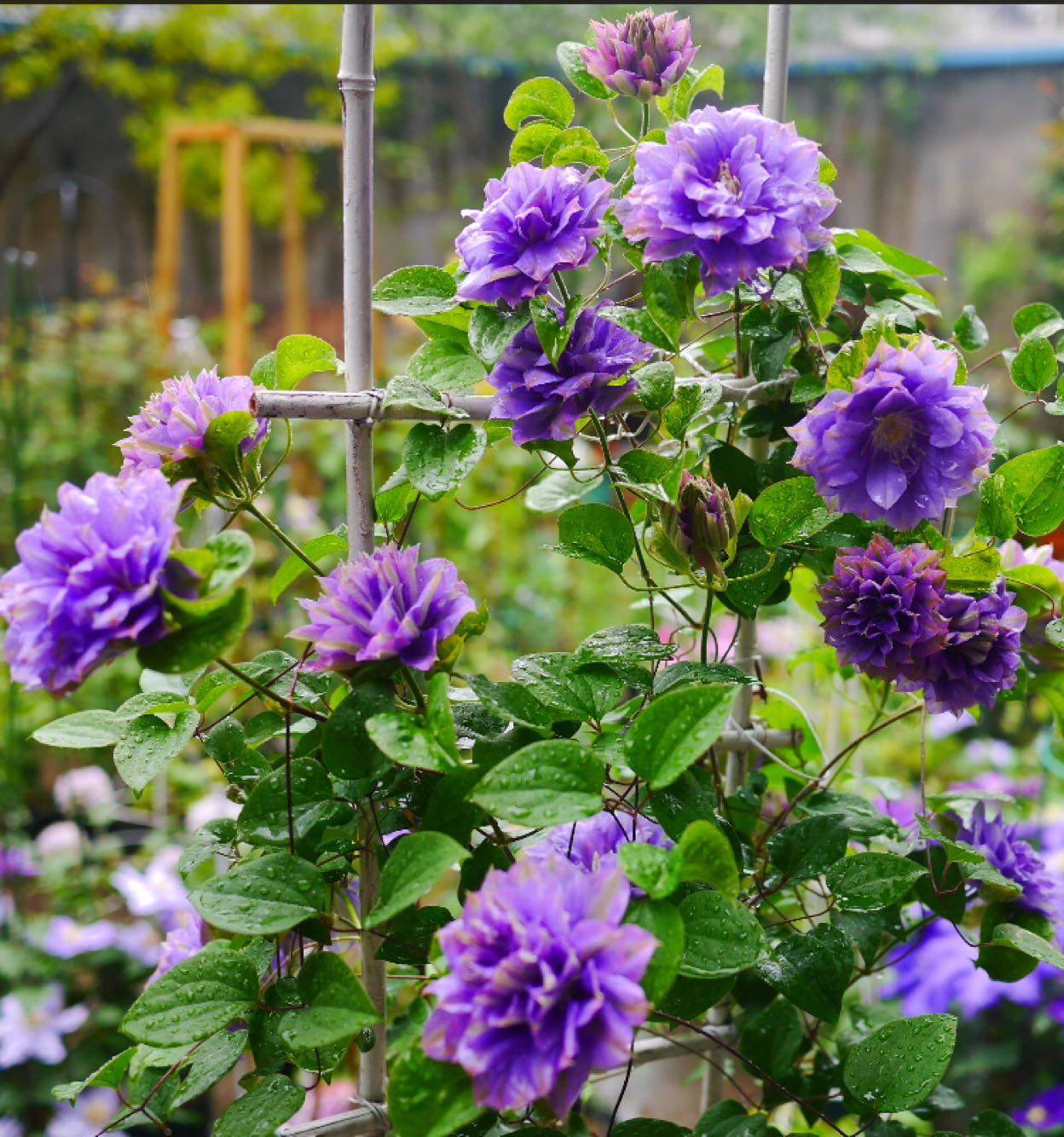 铁线莲円空藤本皇后耐热盆栽阳台庭院爬藤绿植宿根