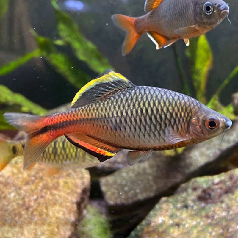 原生冷水观赏鱼广州齐氏溪流鳑鲏小型淡水淡水鱼鱼