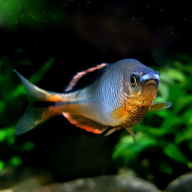 原生泉州泉齐游鱼溪流齐氏小型鳑鲏观赏鱼冷水鱼