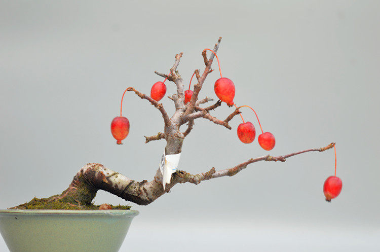 禅意日本姬美好姬苹果微型盆景盆栽实物老桩精品花果绿植海棠原生