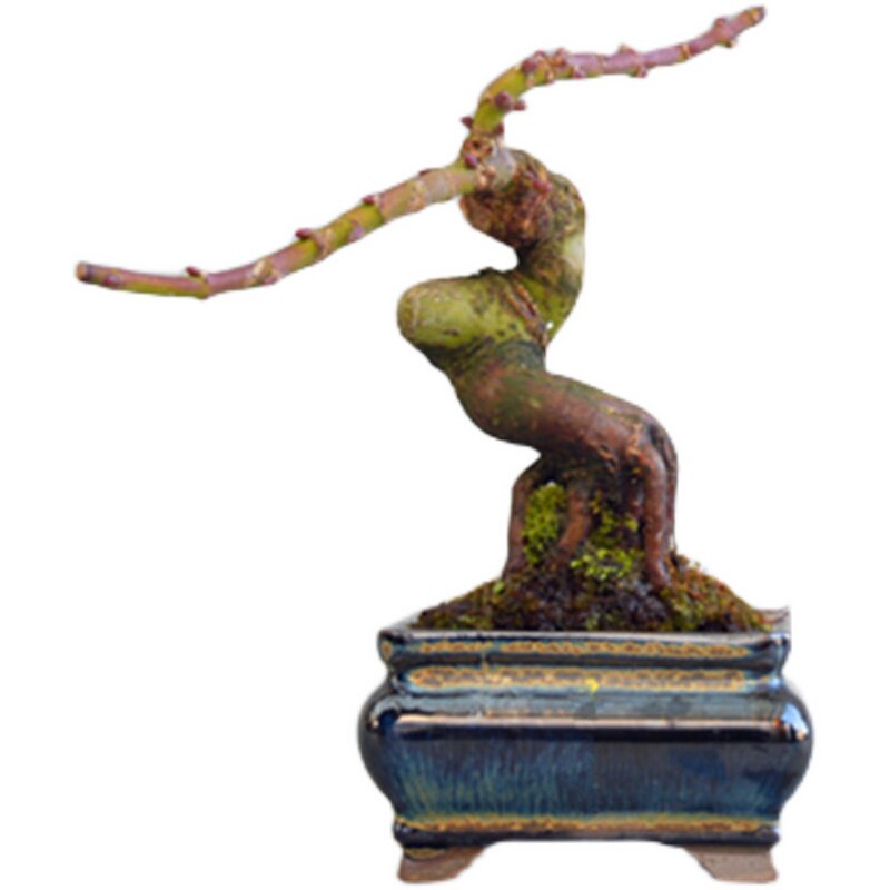 禅意小叶绿植实物盆栽盆景微型枫树琴姬日本绿植