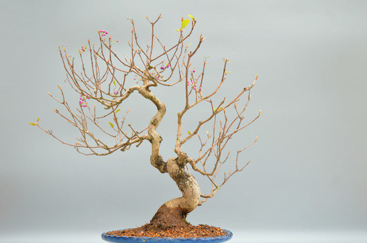 禅意紫珠盆景盆栽实物老桩花果绿植紫式部家居绿植