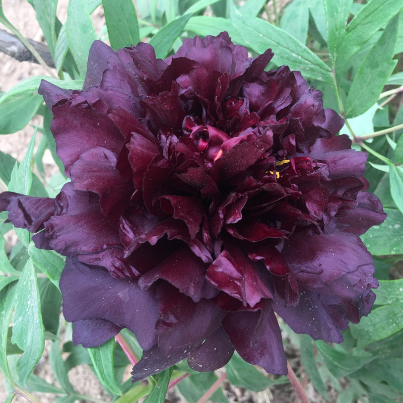 牡丹黑豹菏泽正宗观赏牡丹花花苗木本庭院院地时令草本花卉