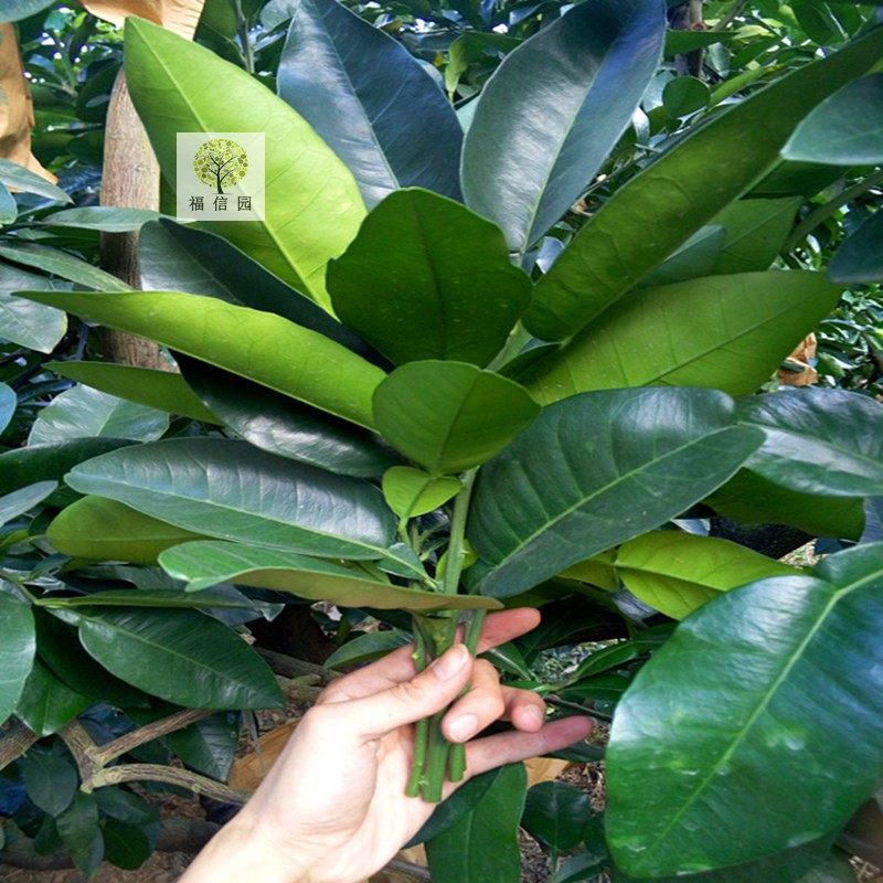 新鲜柚子叶 祈福开运去晦气 带枝沙田柚叶