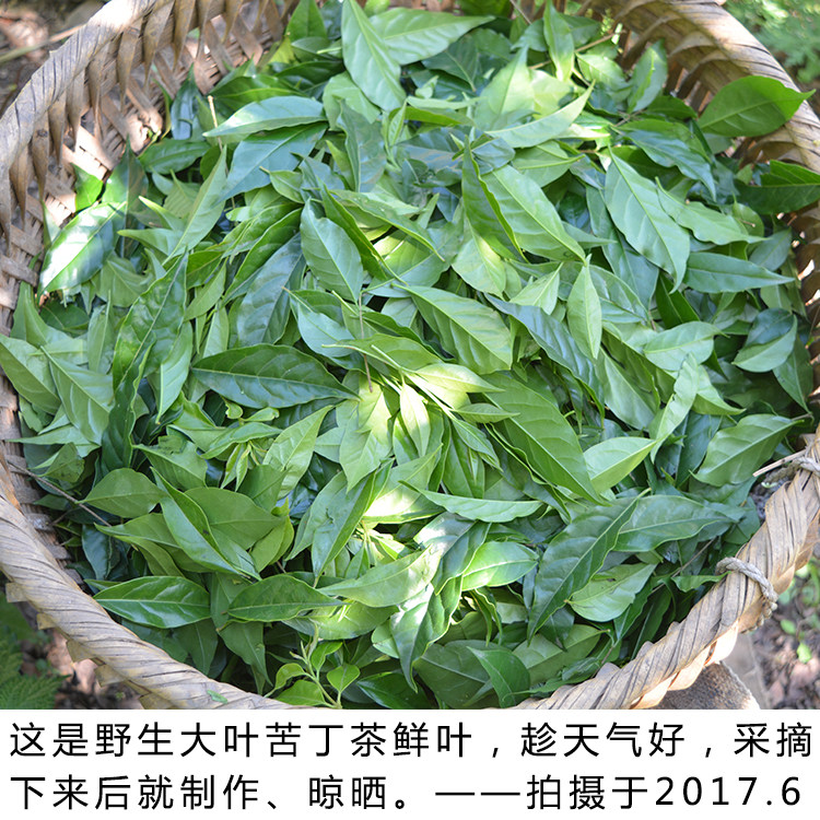 2018新贵州野生大叶苦丁茶叶夏季清火凉茶毛冬青药材散装500g包邮