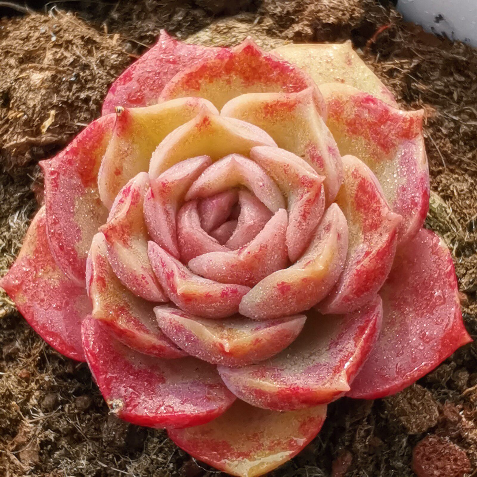 多肉海螺姑娘杂交植物一物一拍雪狼多肉植物