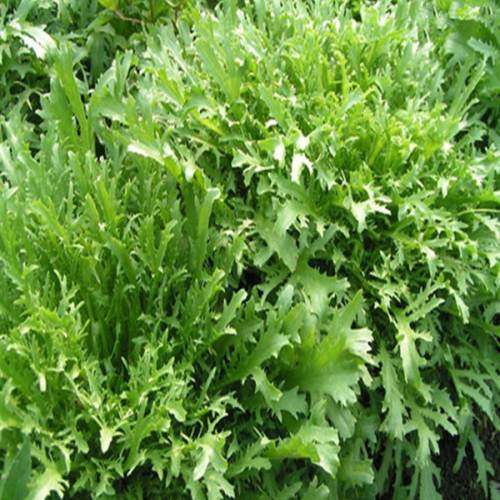 老一特卖新鲜沙拉菜苦菊苦叶苦苣苦菜生菜500克