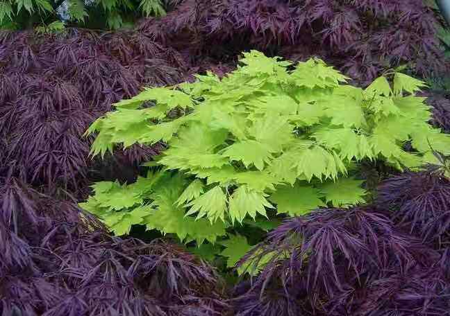 进口花卉金隐月升枫树原盆现货单株包邮绿植