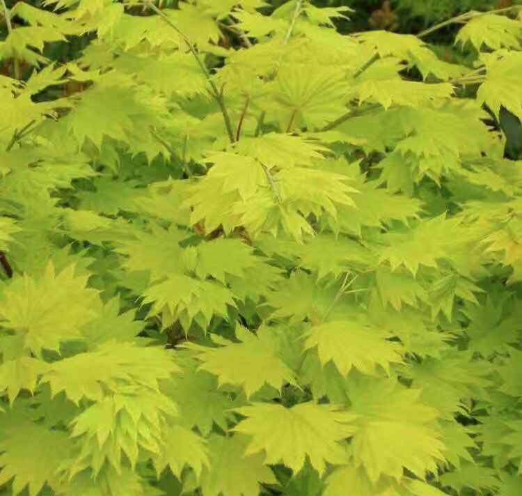 进口花卉金隐月升枫树原盆现货单株包邮绿植