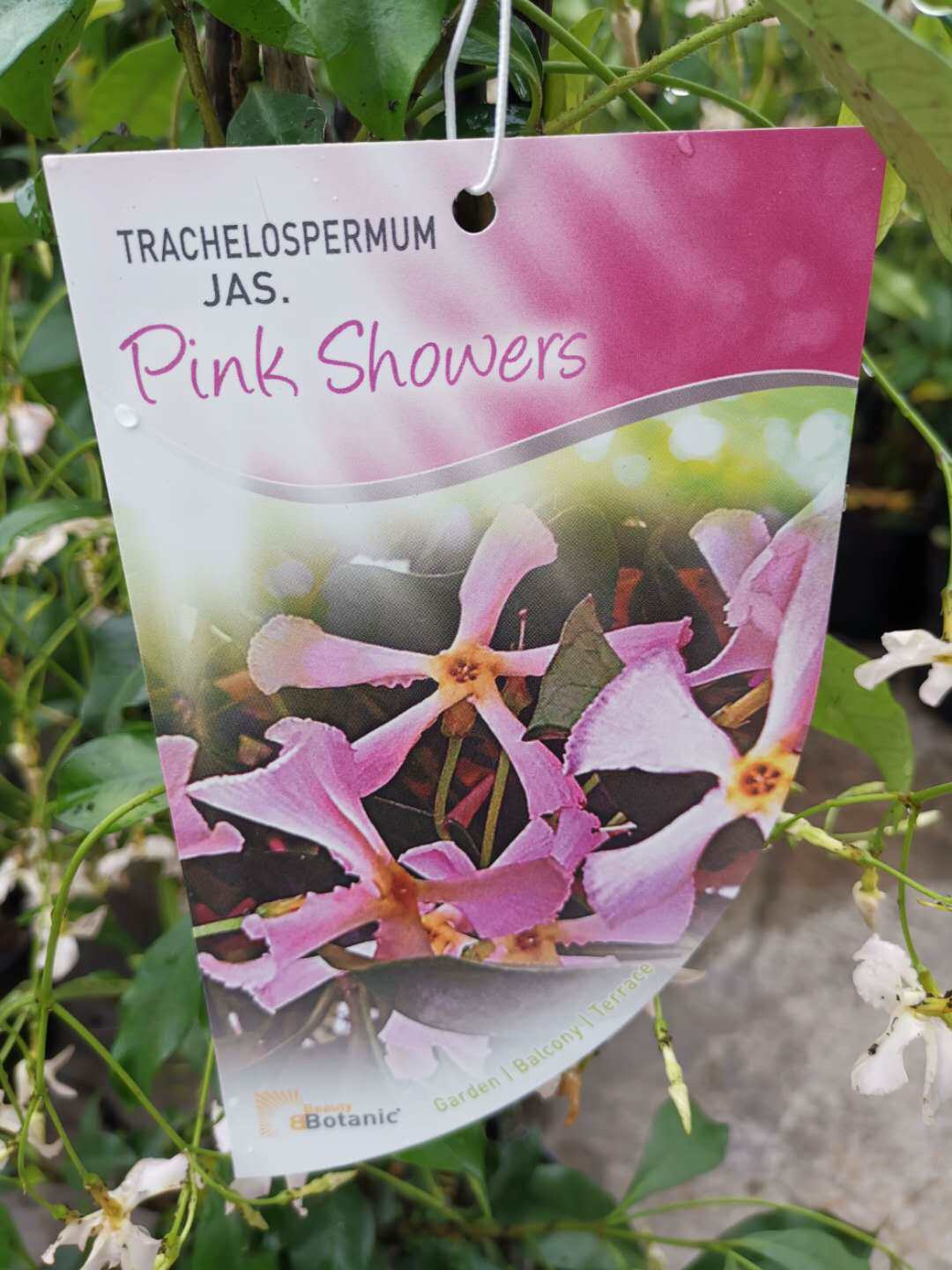 荷兰盆栽一盆p19进口洗礼粉色茉莉风车大苗时令草本花卉