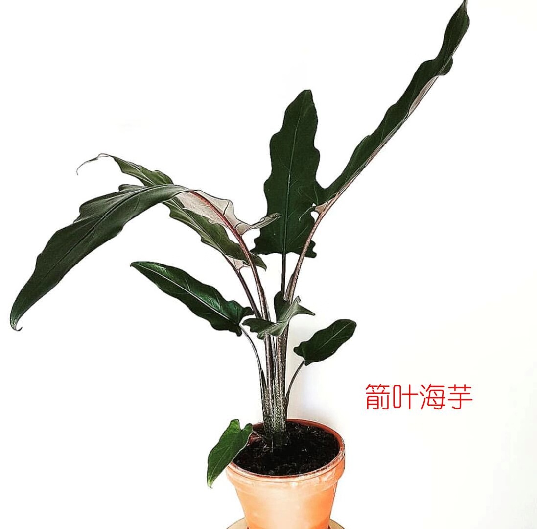 规格一盆叶海芋特大紫背剑剑叶海箭叶海花卉包邮绿植