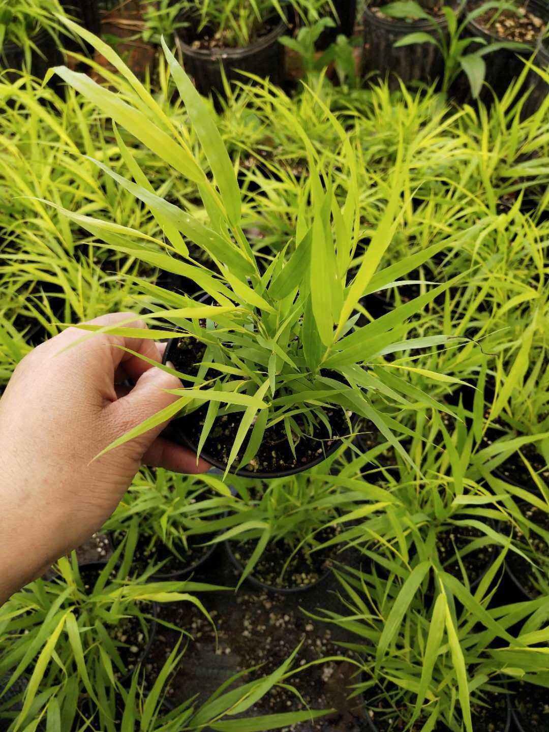 花卉日本本山野草箱根风之知风宿根花镜植物宿根