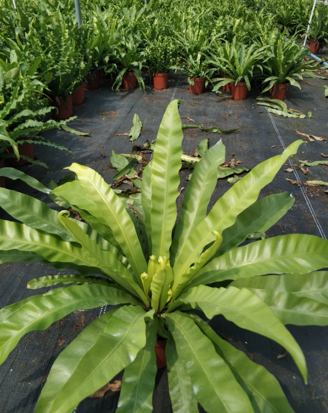 12cm盆栽 鸟巢蕨 宽叶鸟巢蕨 品相好