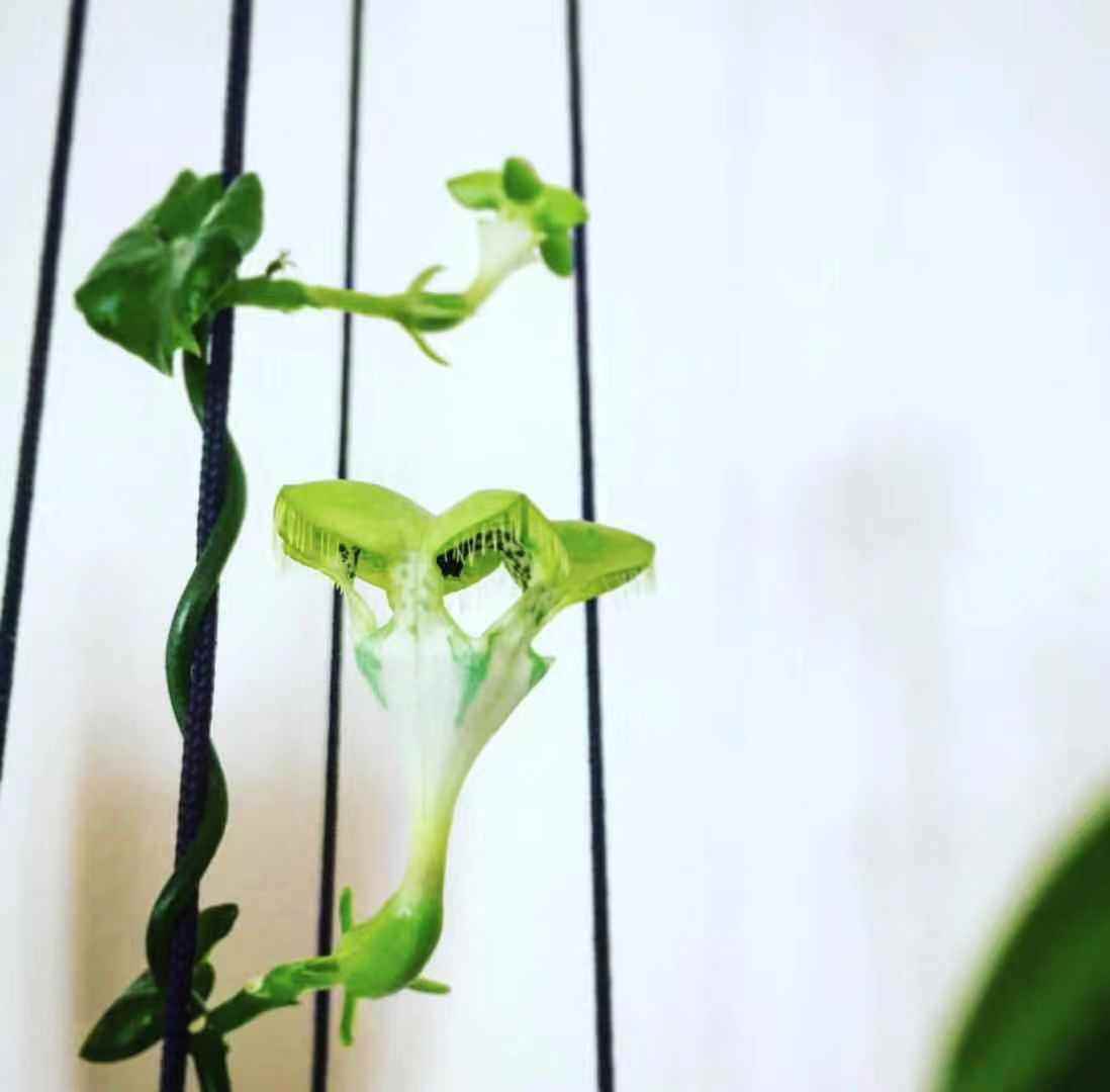 降落伞花卉南非进口植物醉龙非洲单颗包现货绿植