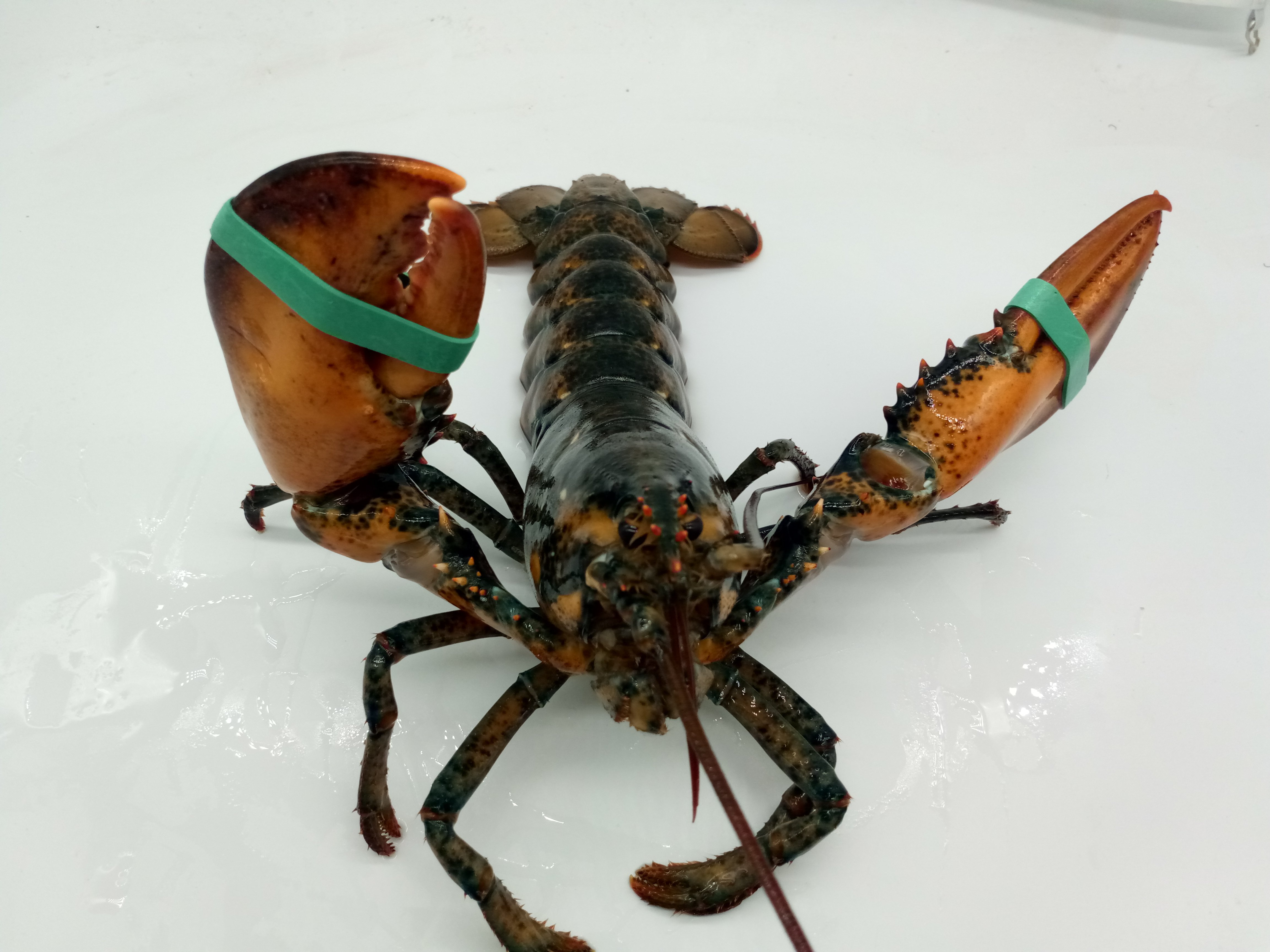 鲜活大龙虾 鲜活澳洲龙虾 波士顿龙虾 特大水产 大龙虾 - 爱购网