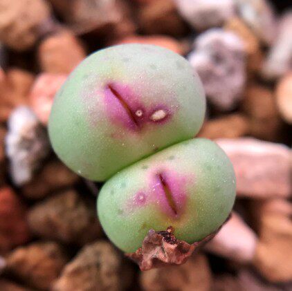 新品上市非洲种源嘟嘟嘴1380b大型红嘴多肉植物多肉植物