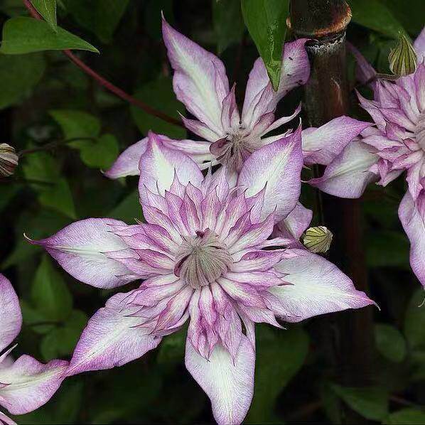 花卉九重阳台庭院丸重瓣大河旭裳中大铁线莲藤本时令草本花卉