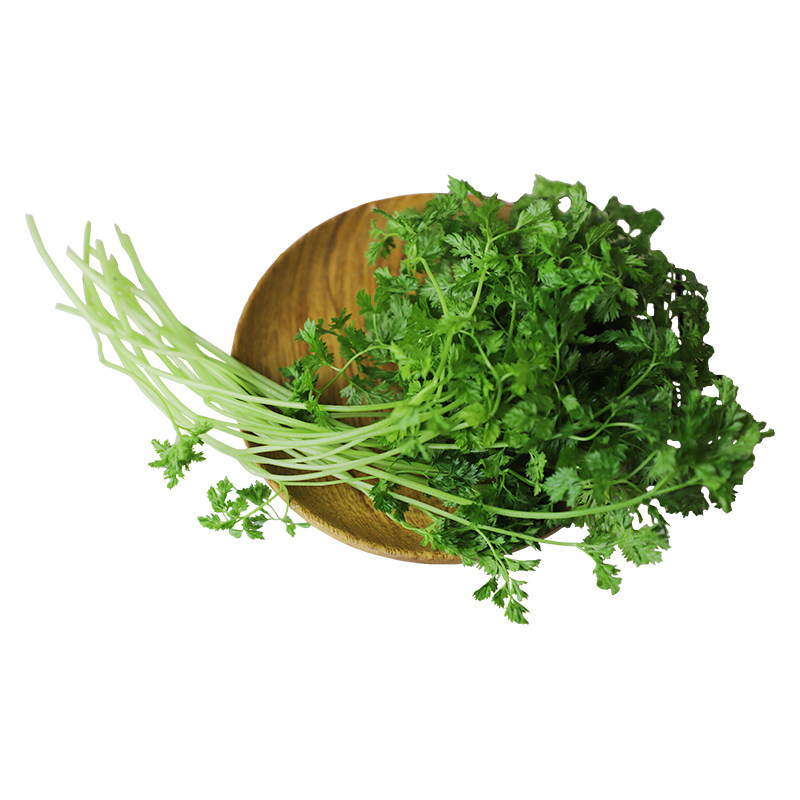 香料新鲜细叶250g蔬菜西餐欧芹其它
