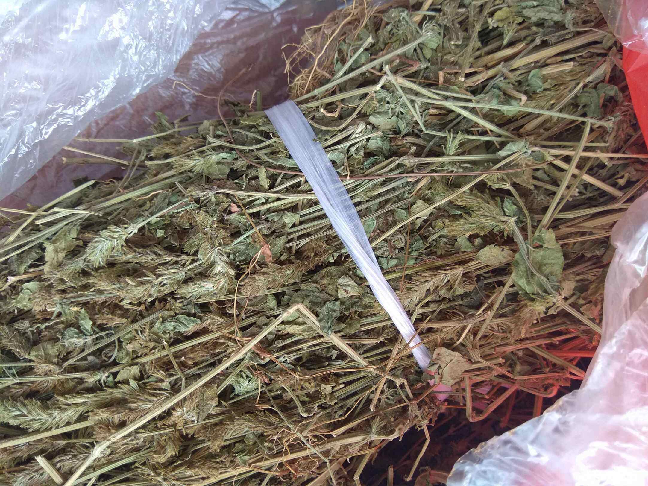 麦穗中草药爵床鲜品干品66元传统滋补品其他