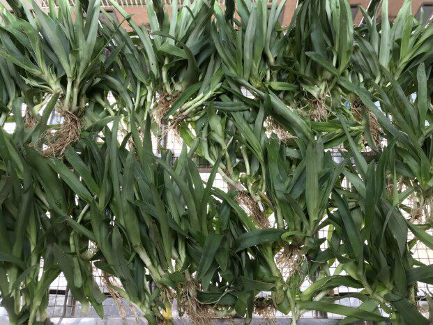 新鲜痰火500克围夹癌草广东猫爪草食食用鸭跖其他药食同源食品