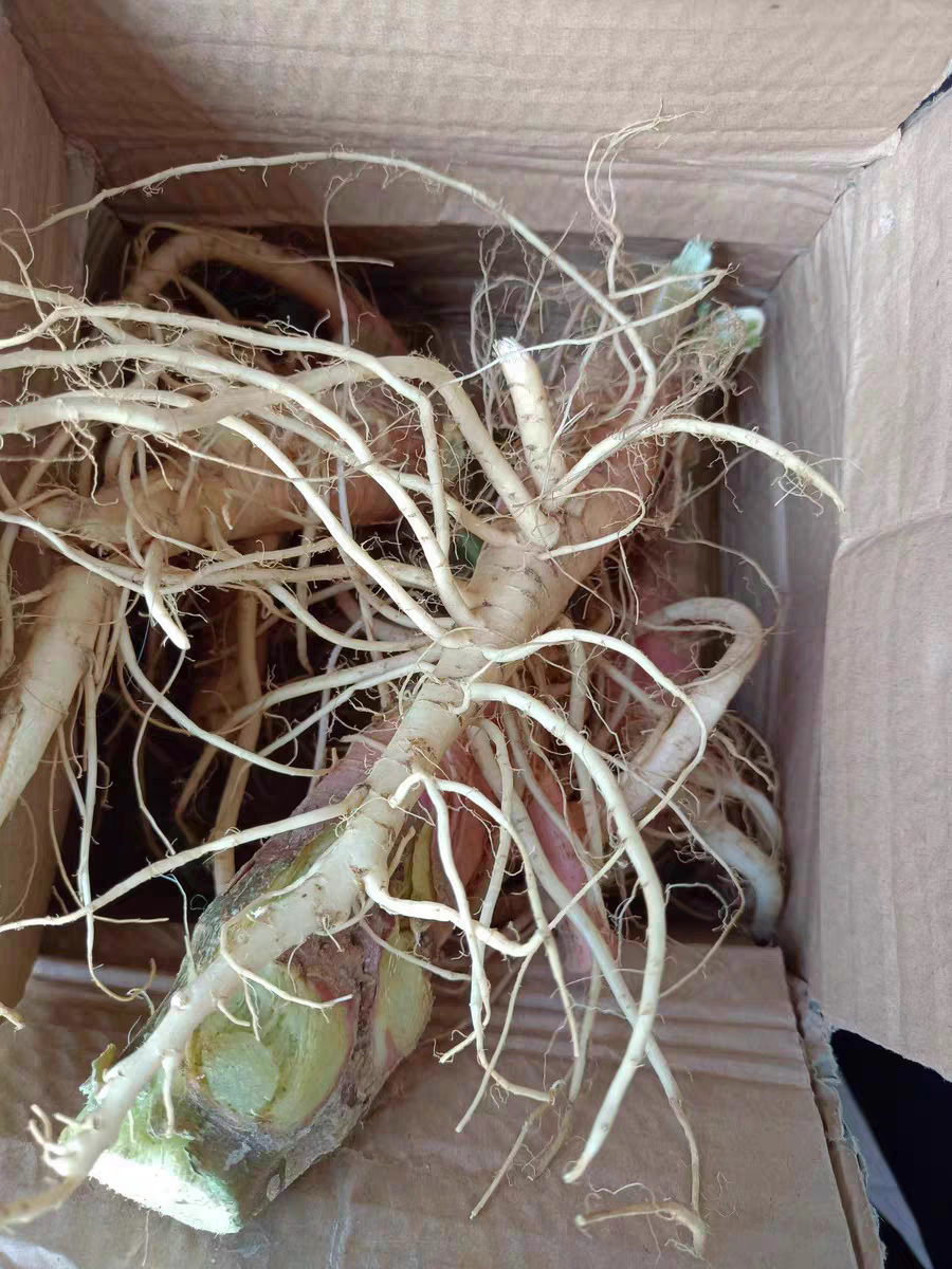 苋菜新鲜刺苋根现挖纯根食用红菜头菜根红刺苋刺其它